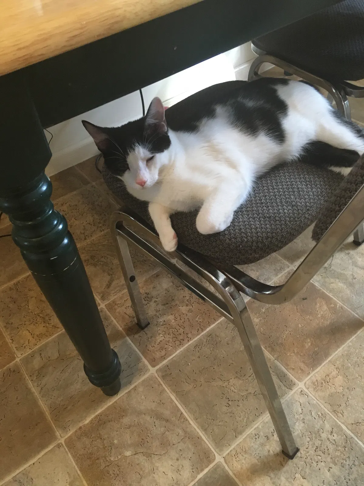 Lost cat in Charleston, WV, 25315