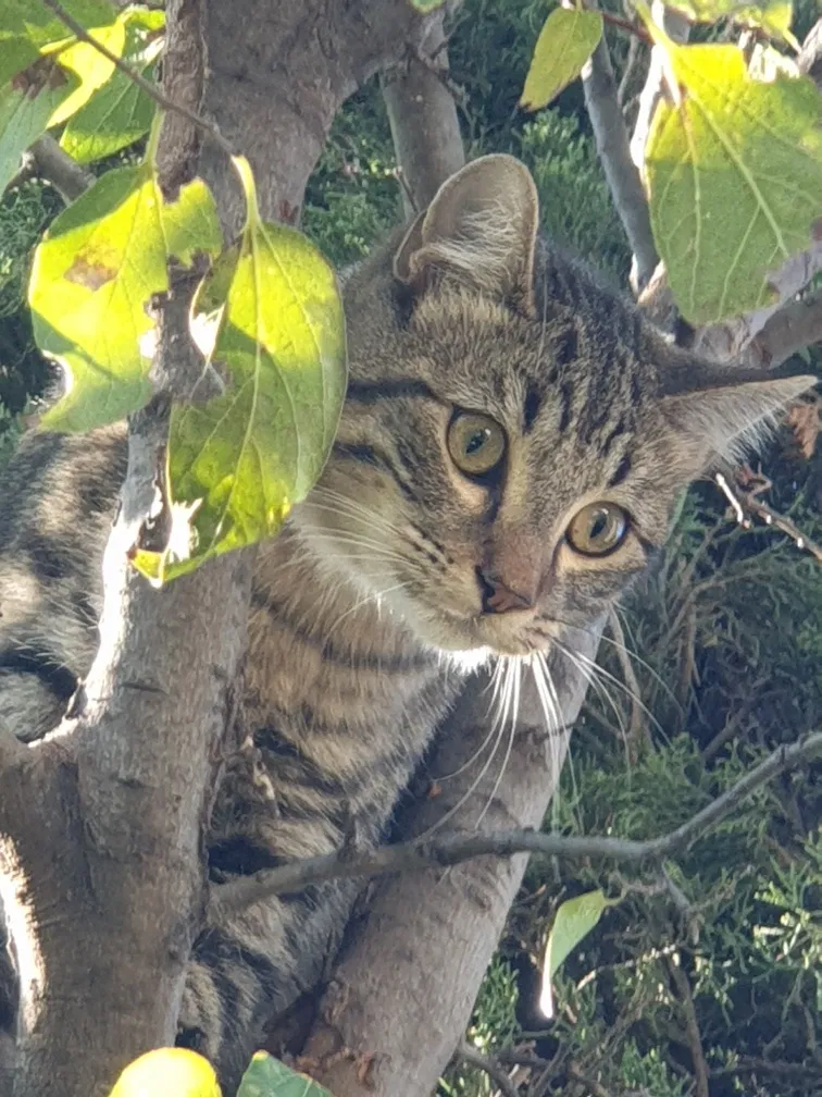 Lost cat in Fort Worth, TX, 76179