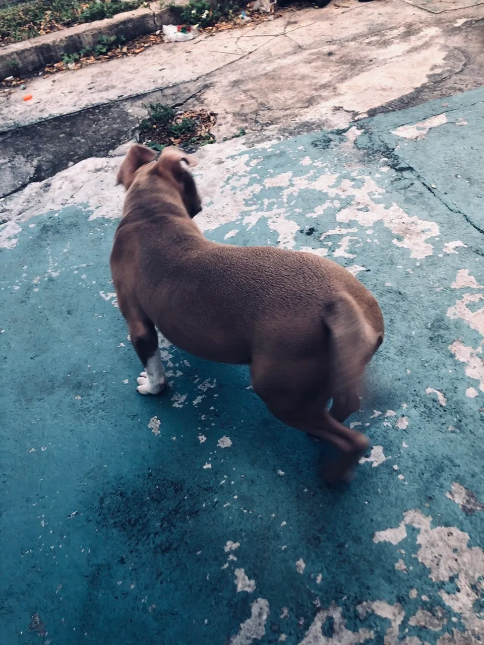 Lost dog in Fort Lauderdale, FL, 33311