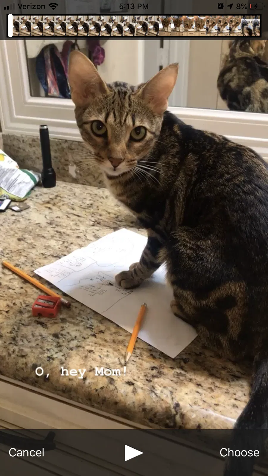 Lost cat in Spring, TX, 77379