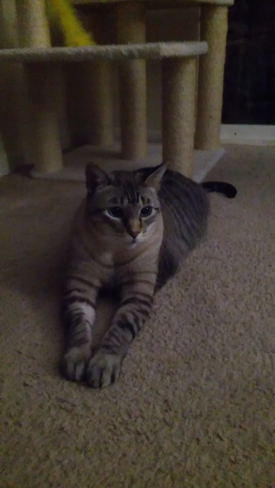 Lost cat in Bryan, TX, 77807