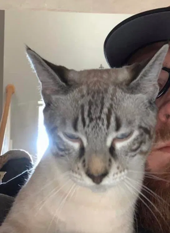 Lost cat in College Station, TX, 77845