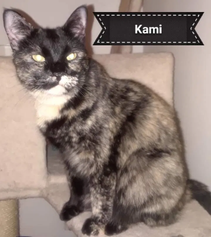 Lost cat in San Angelo, TX, 76901