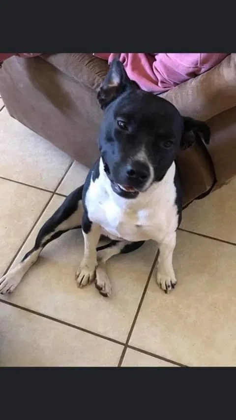 Lost dog in Lake Charles, LA, 70607