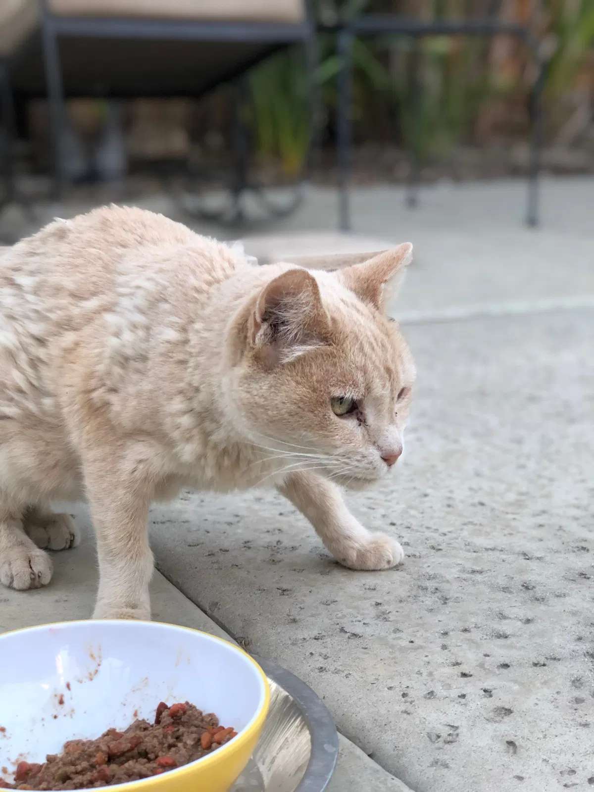 Found cat in Redlands, CA, 92374
