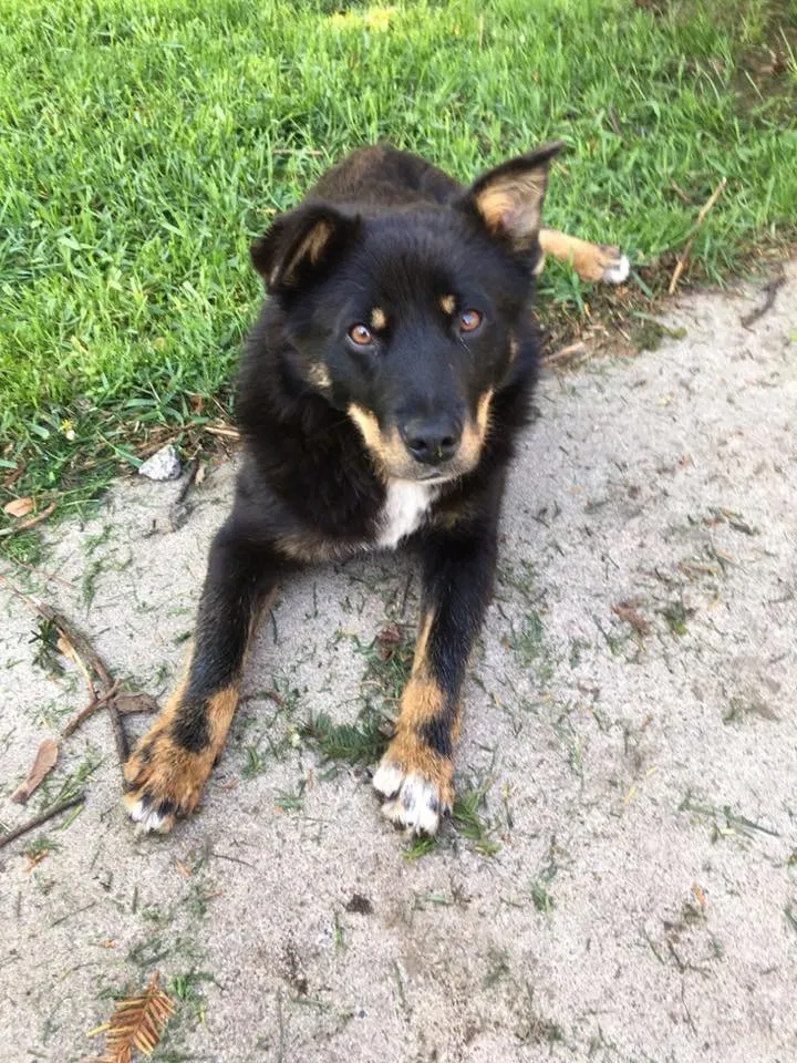 Lost dog in Minneapolis, MN, 55406