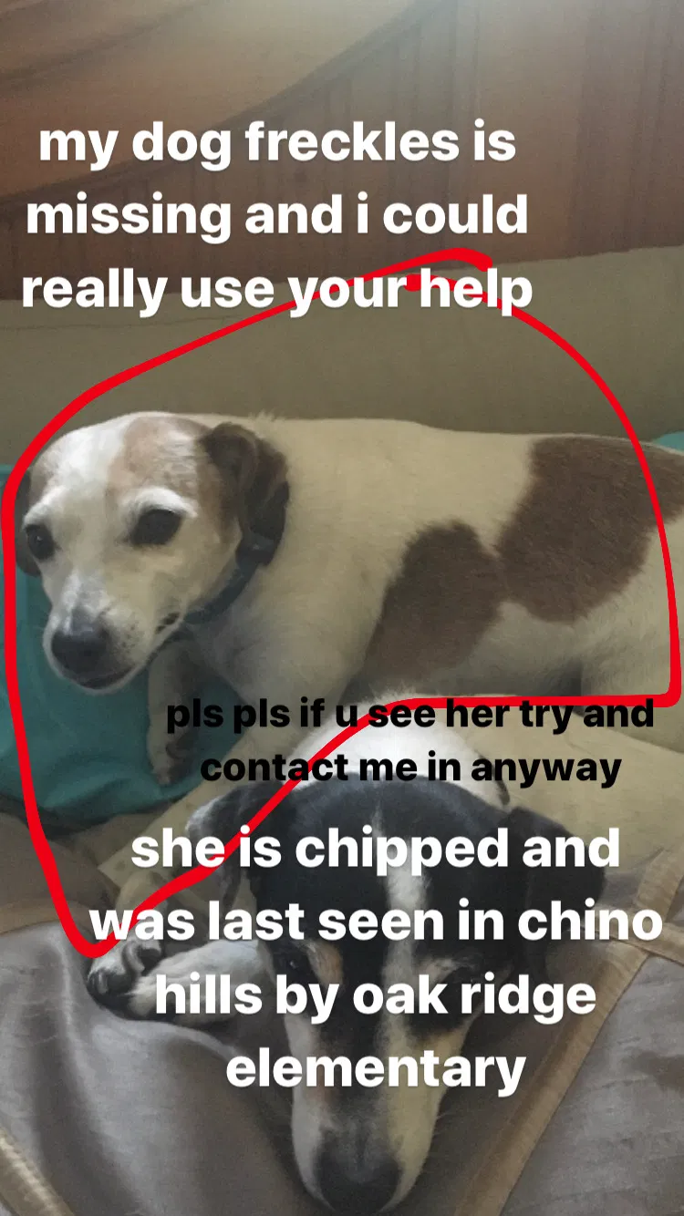 Lost dog in Chino Hills, CA, 91709