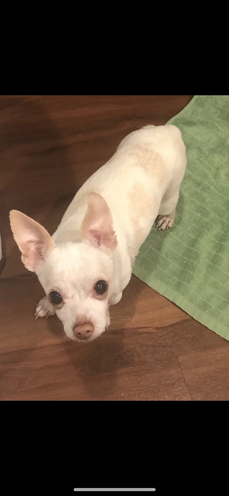Lost dog in Sacramento, CA, 95828