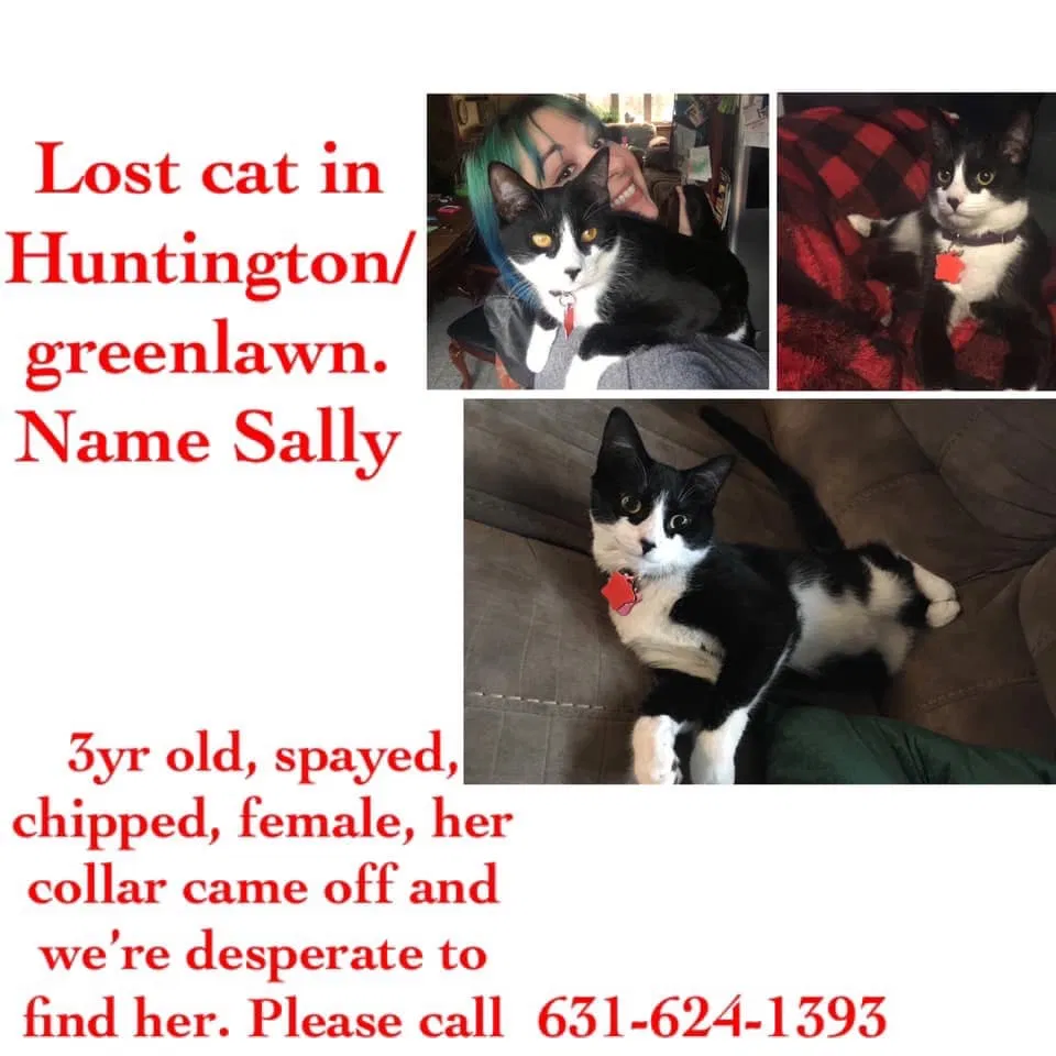 Lost cat in Huntington, NY, 11743