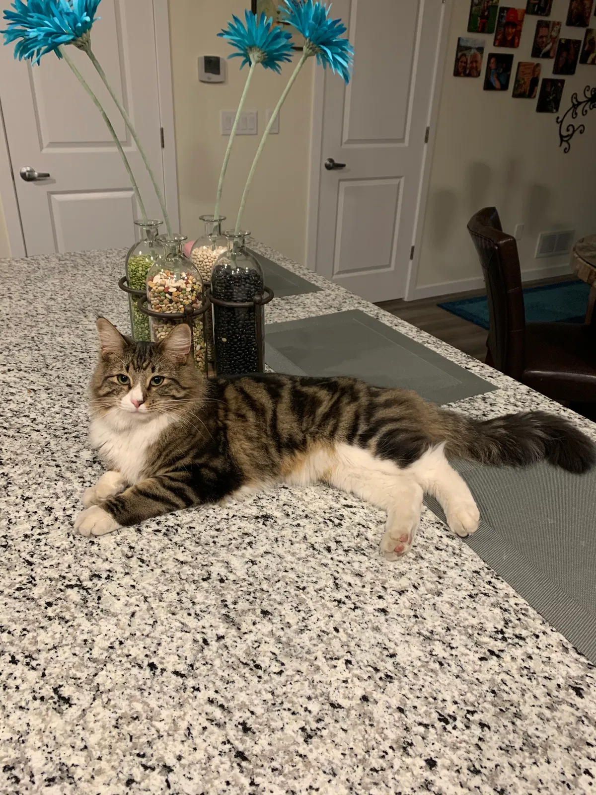 Lost cat in Denver, CO, 80229
