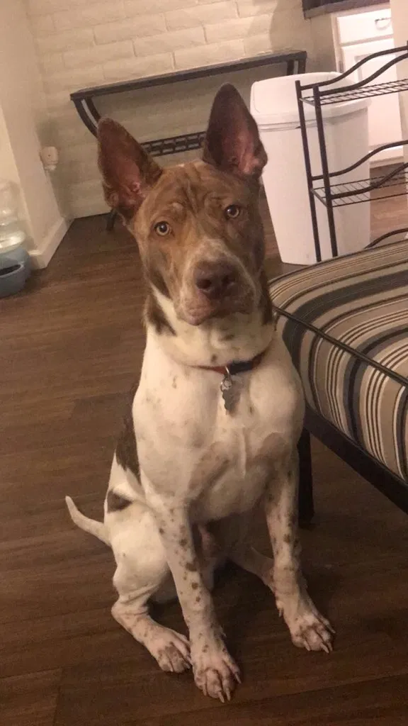 Lost dog in Tucson, AZ, 85719