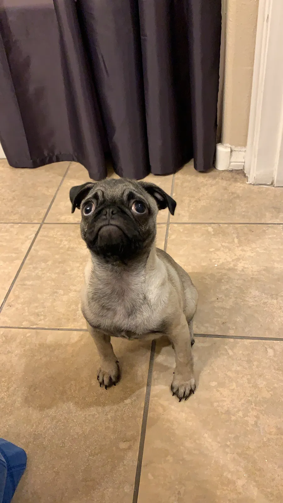 Lost dog in Las Vegas, NV, 89166
