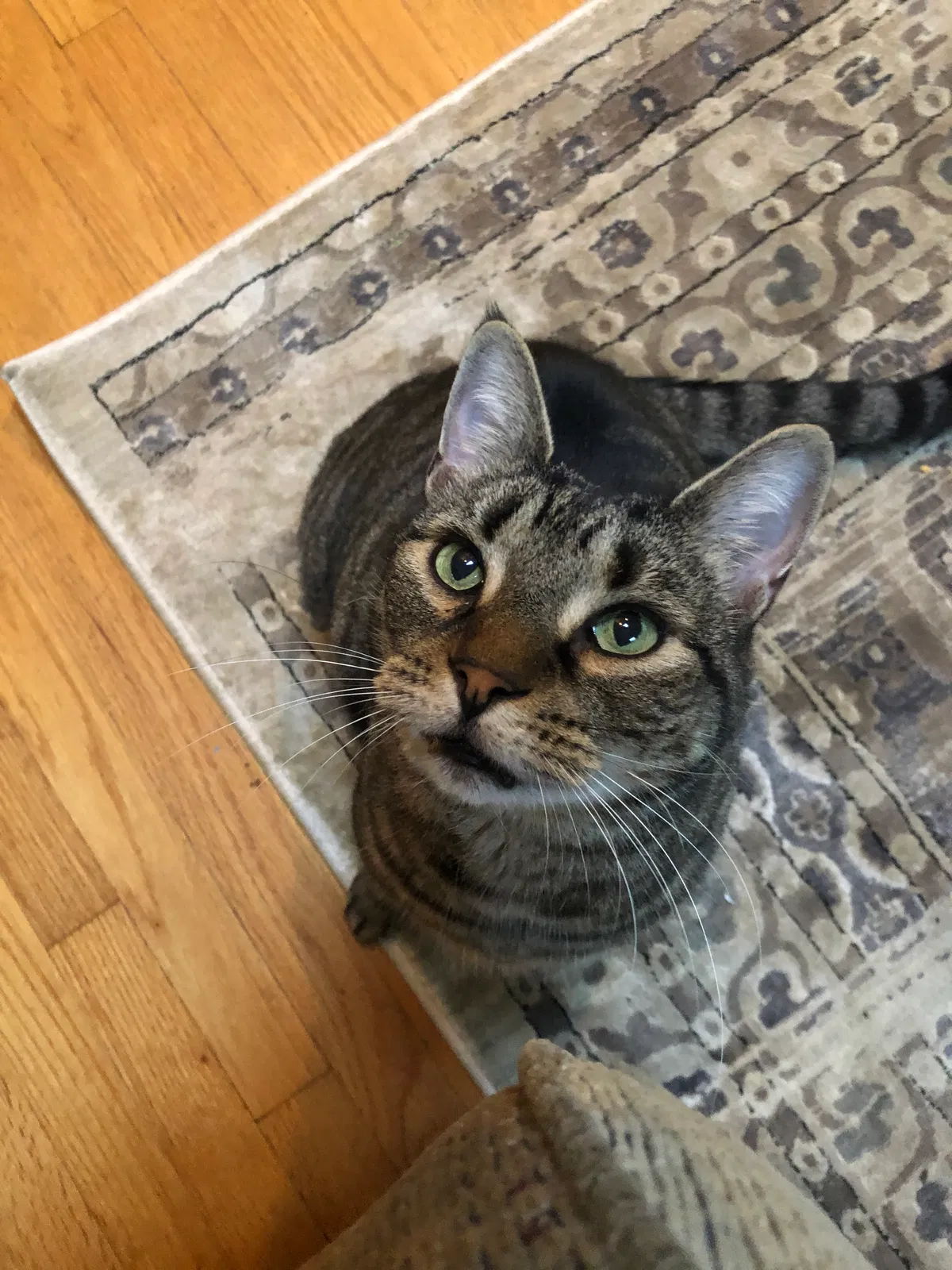 Lost cat in Orange, CT, 6477