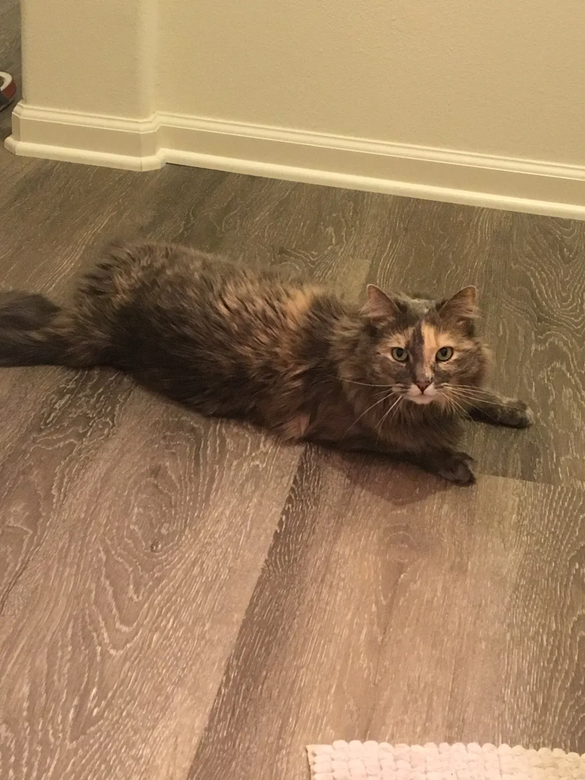 Lost cat in Yucaipa, CA, 92399