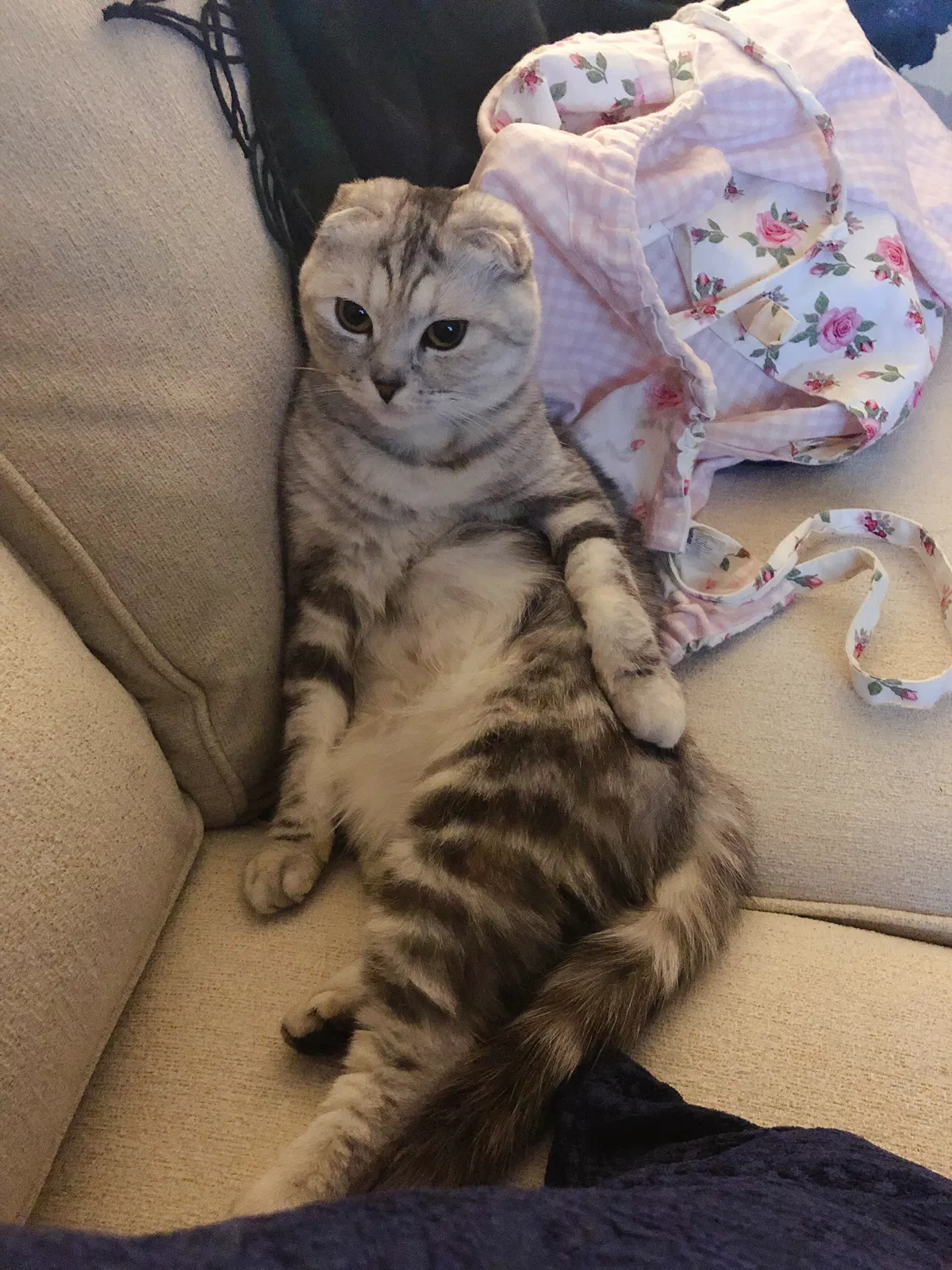 Lost cat in Trabuco Canyon, CA, 92679