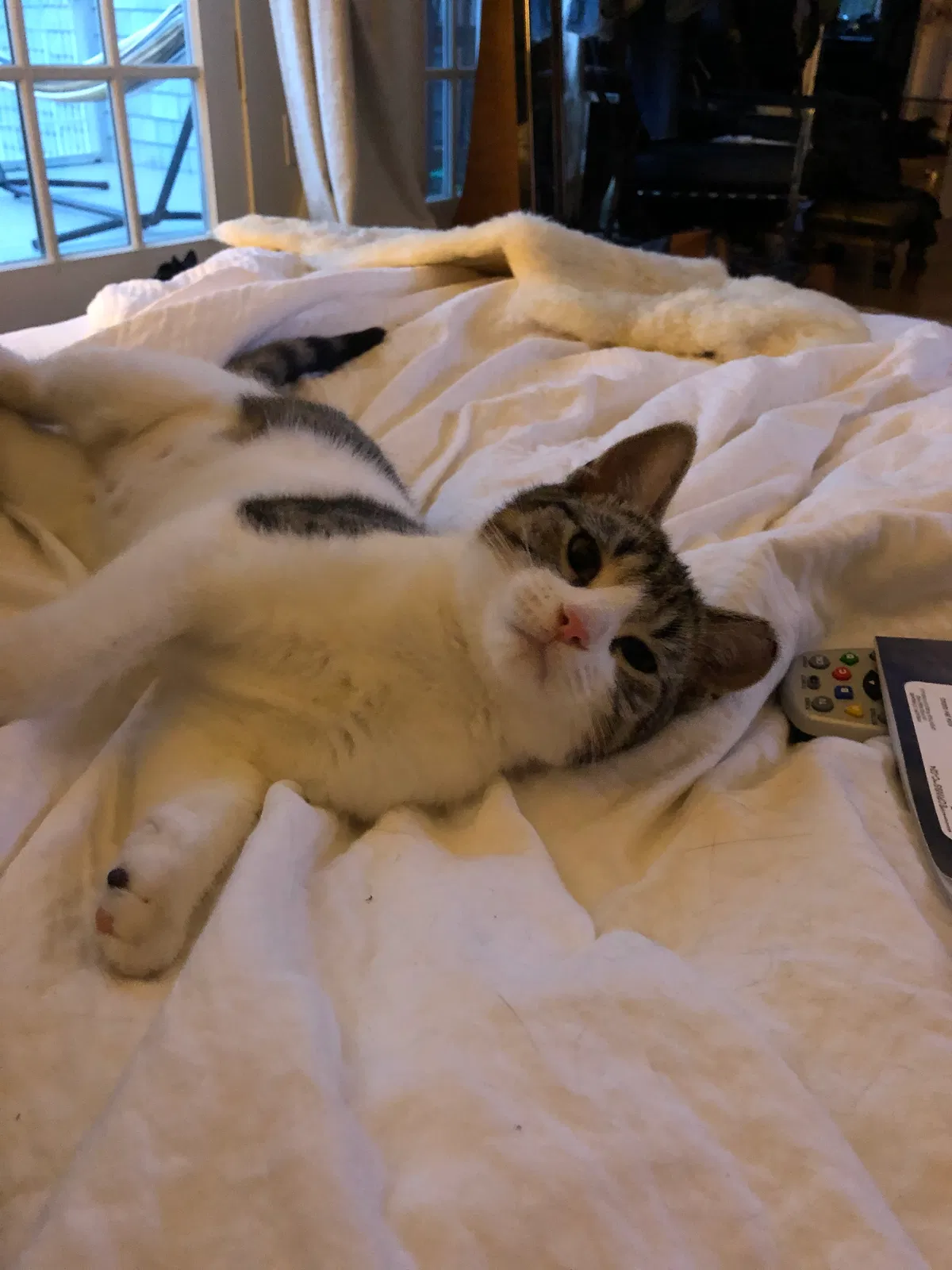 Lost cat in Westport, CT, 6880