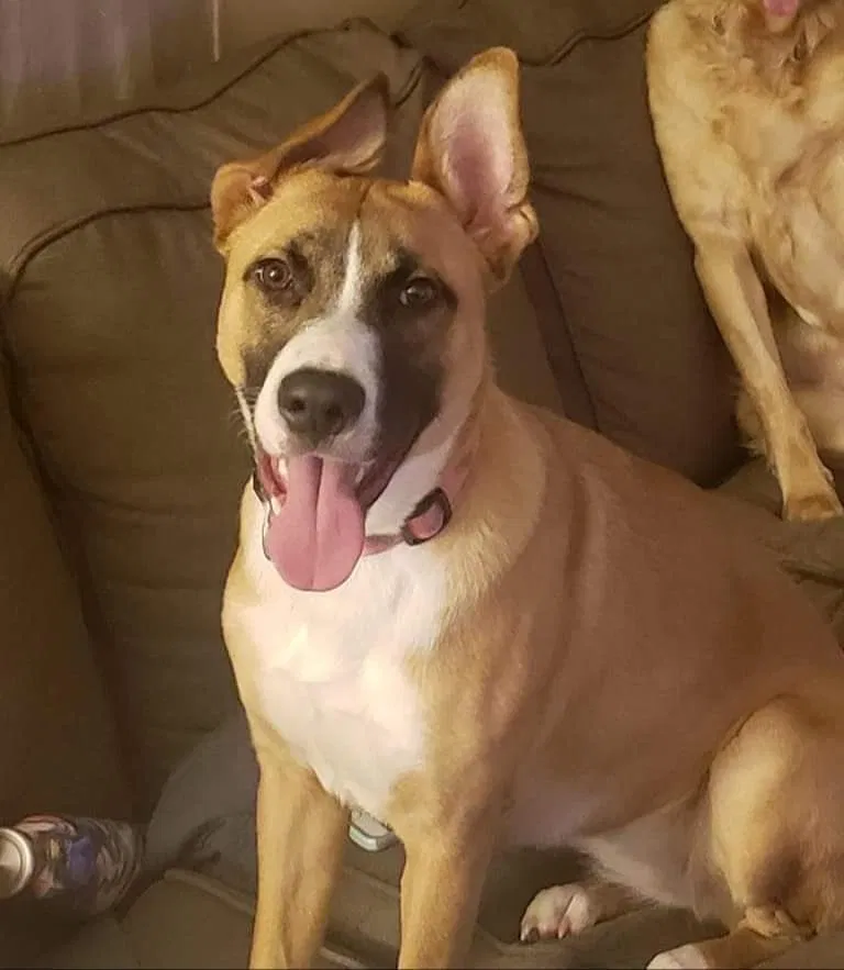 Lost dog in Beckley, WV, 25801