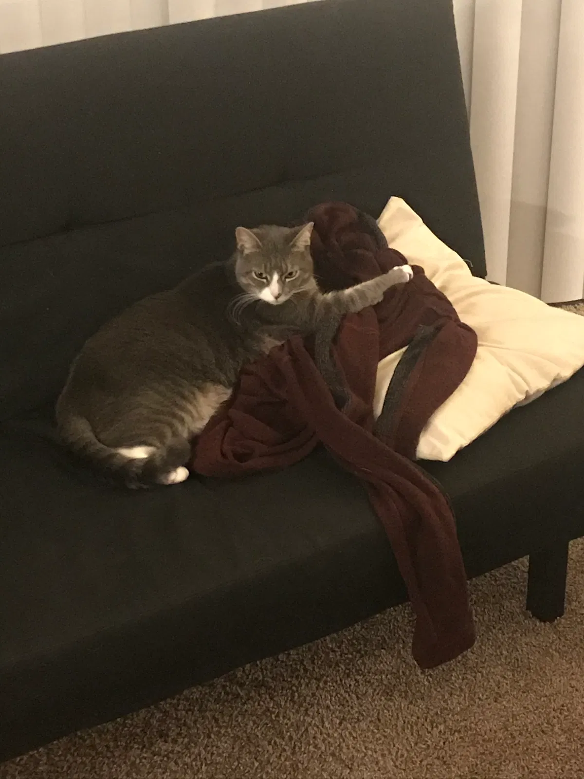 Lost cat in Lancaster, PA, 17601