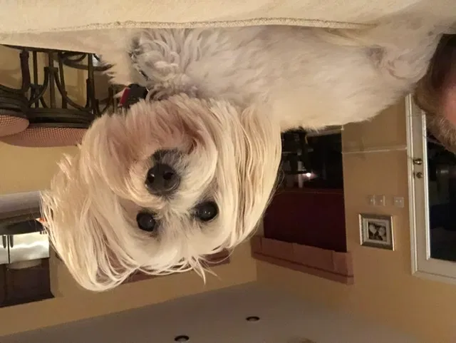 Lost dog in Austin, TX, 78732