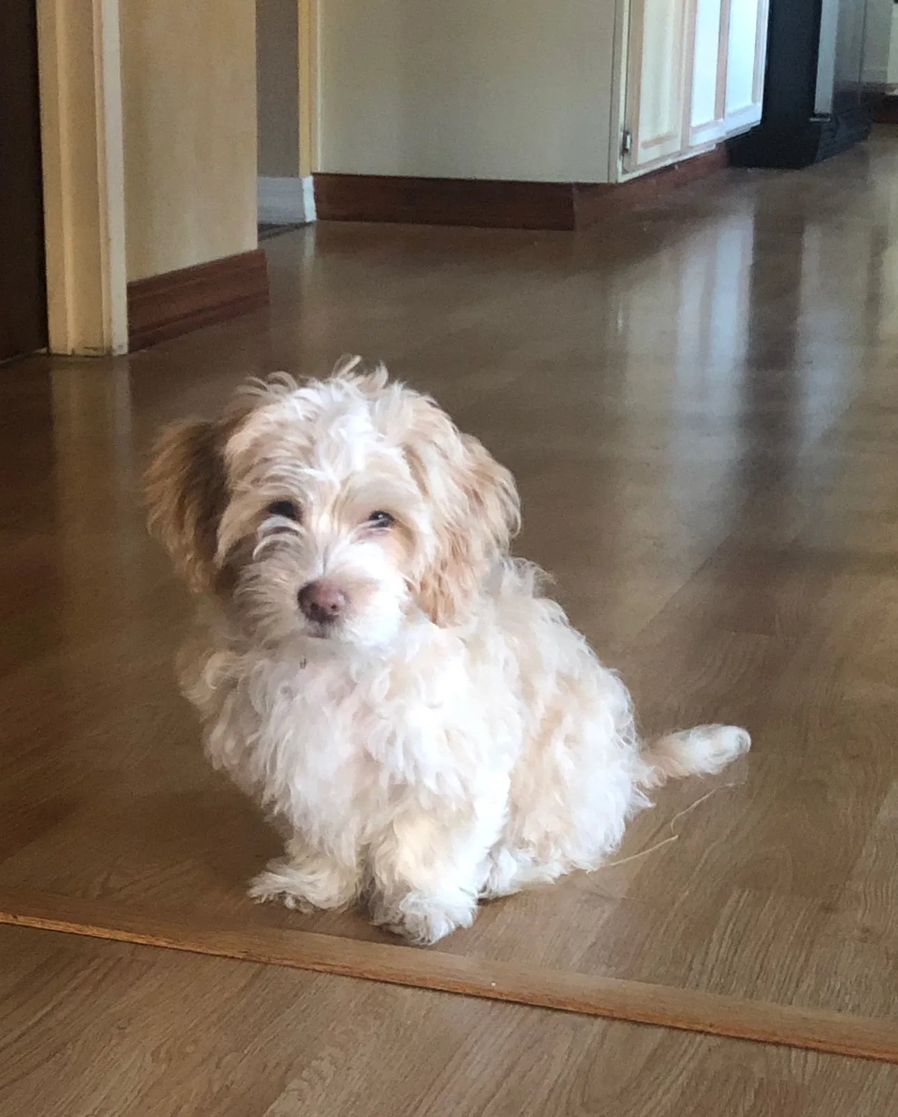 Lost dog in Sacramento, CA, 95833
