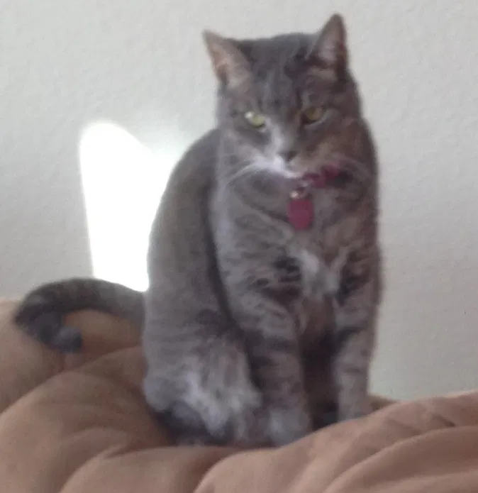 Lost cat in Foley, AL, 36535