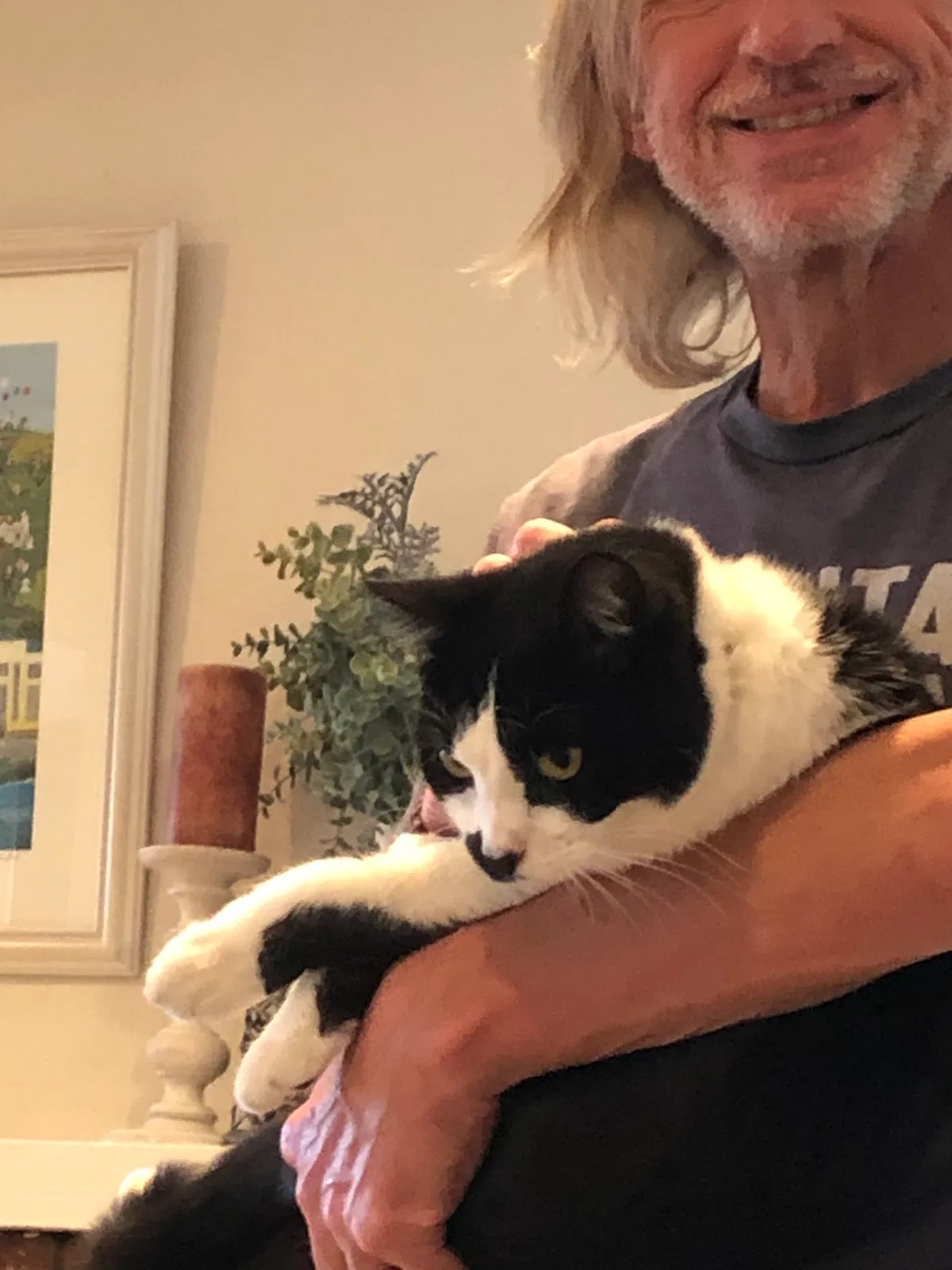 Lost cat in Mission Viejo, CA, 92691