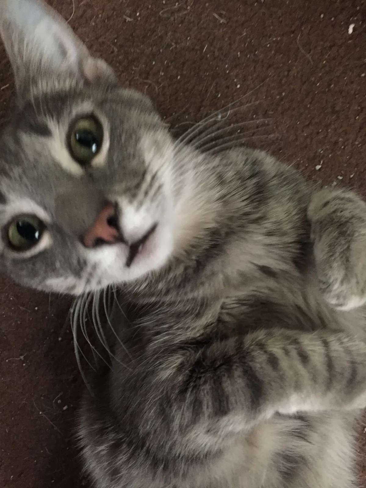 Lost cat in Wildomar, CA, 92595