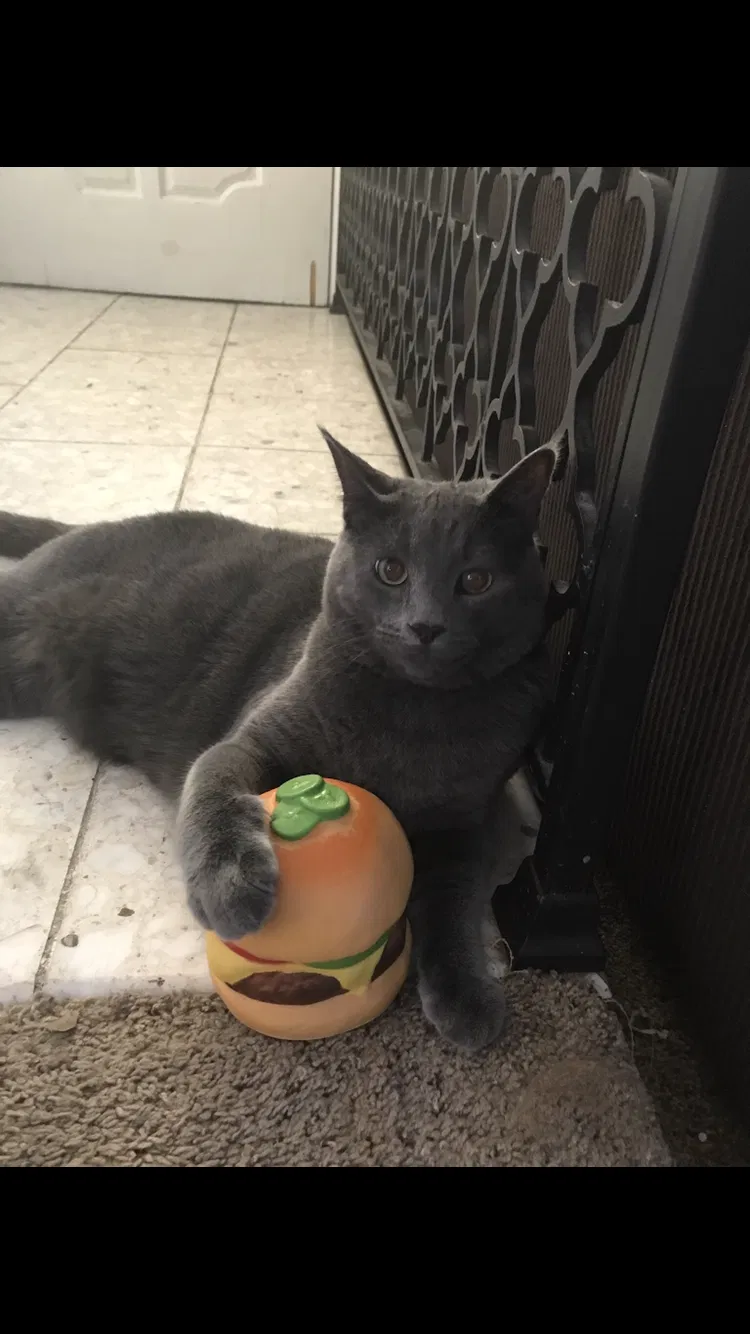 Lost cat in Fort Worth, TX, 76109