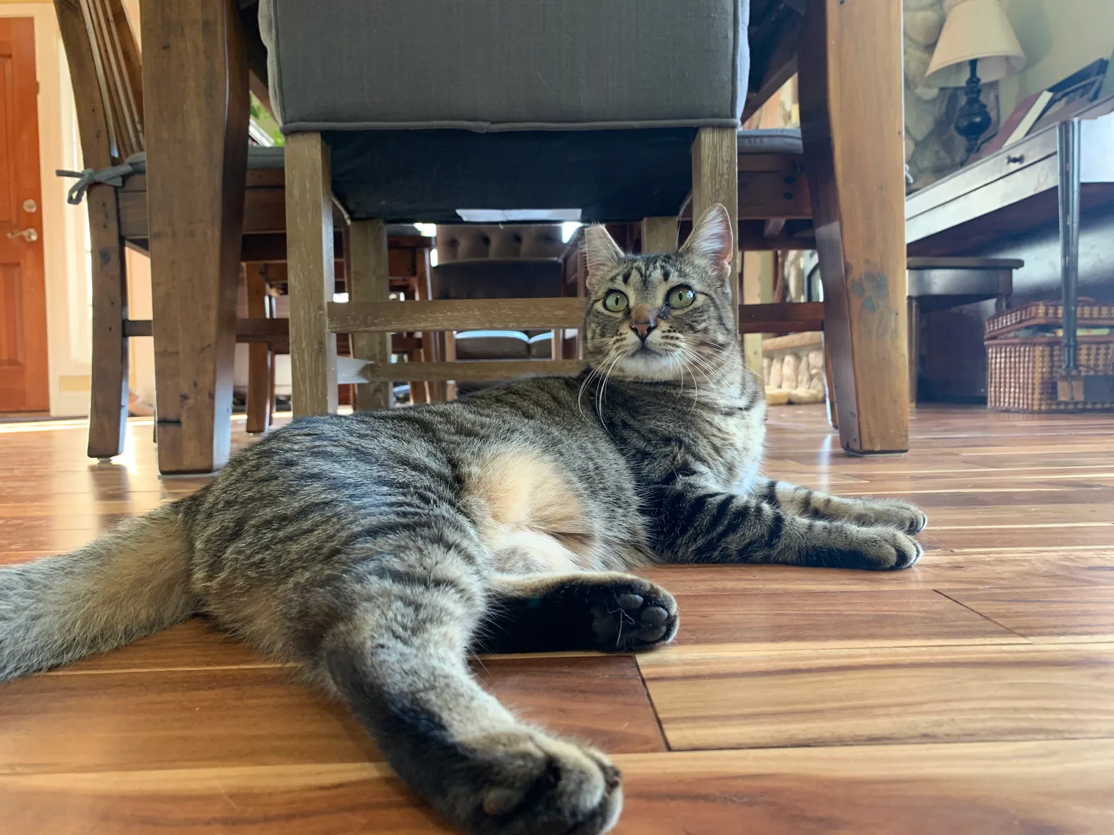 Lost cat in Salem, OR, 97306