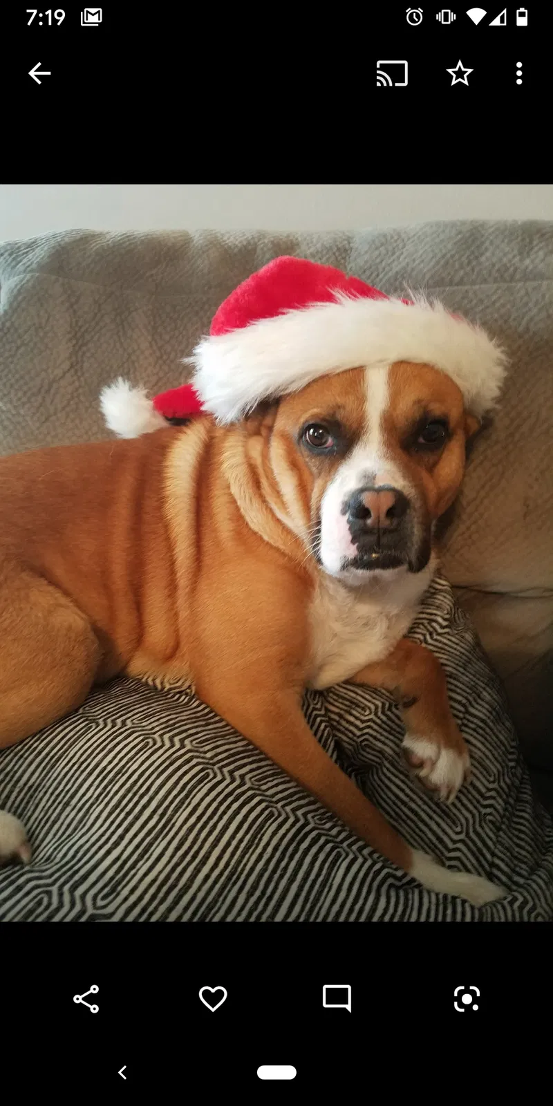 Lost dog in Lusby, MD, 20657