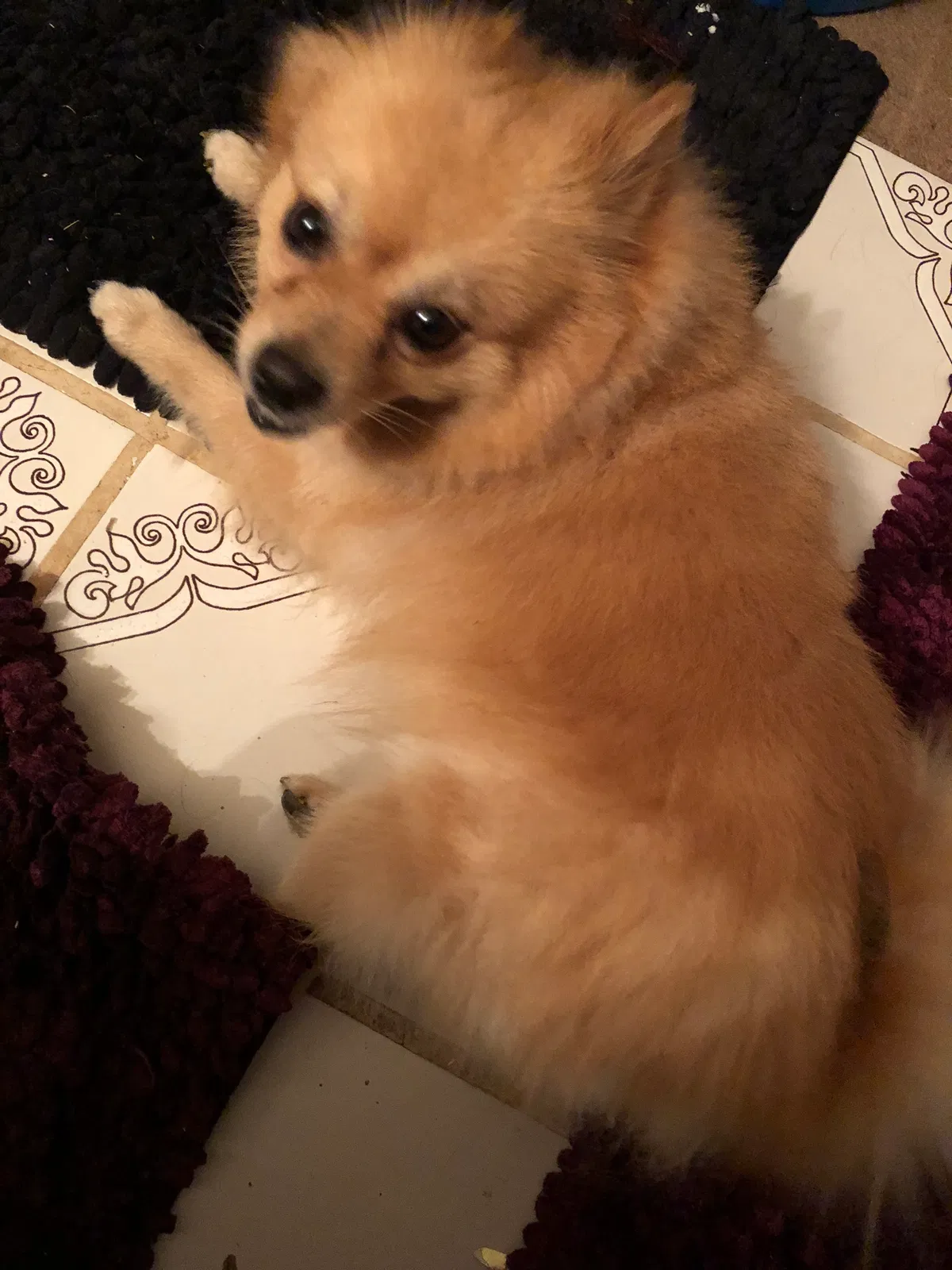 Lost dog in Memphis, TN, 38118