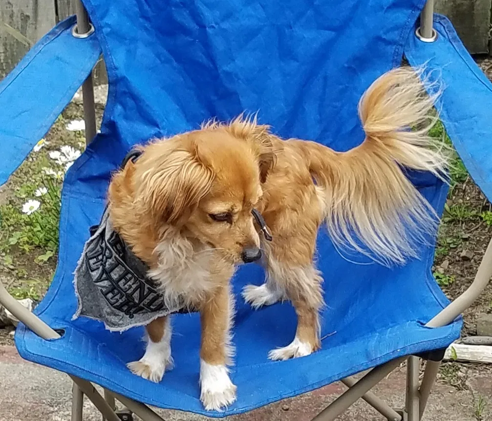 Lost dog in Pacifica, CA, 94044