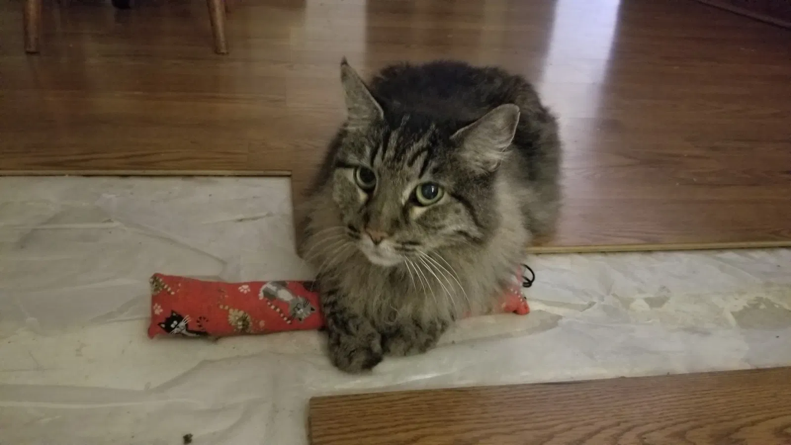 Lost cat in Austin, TX, 78727
