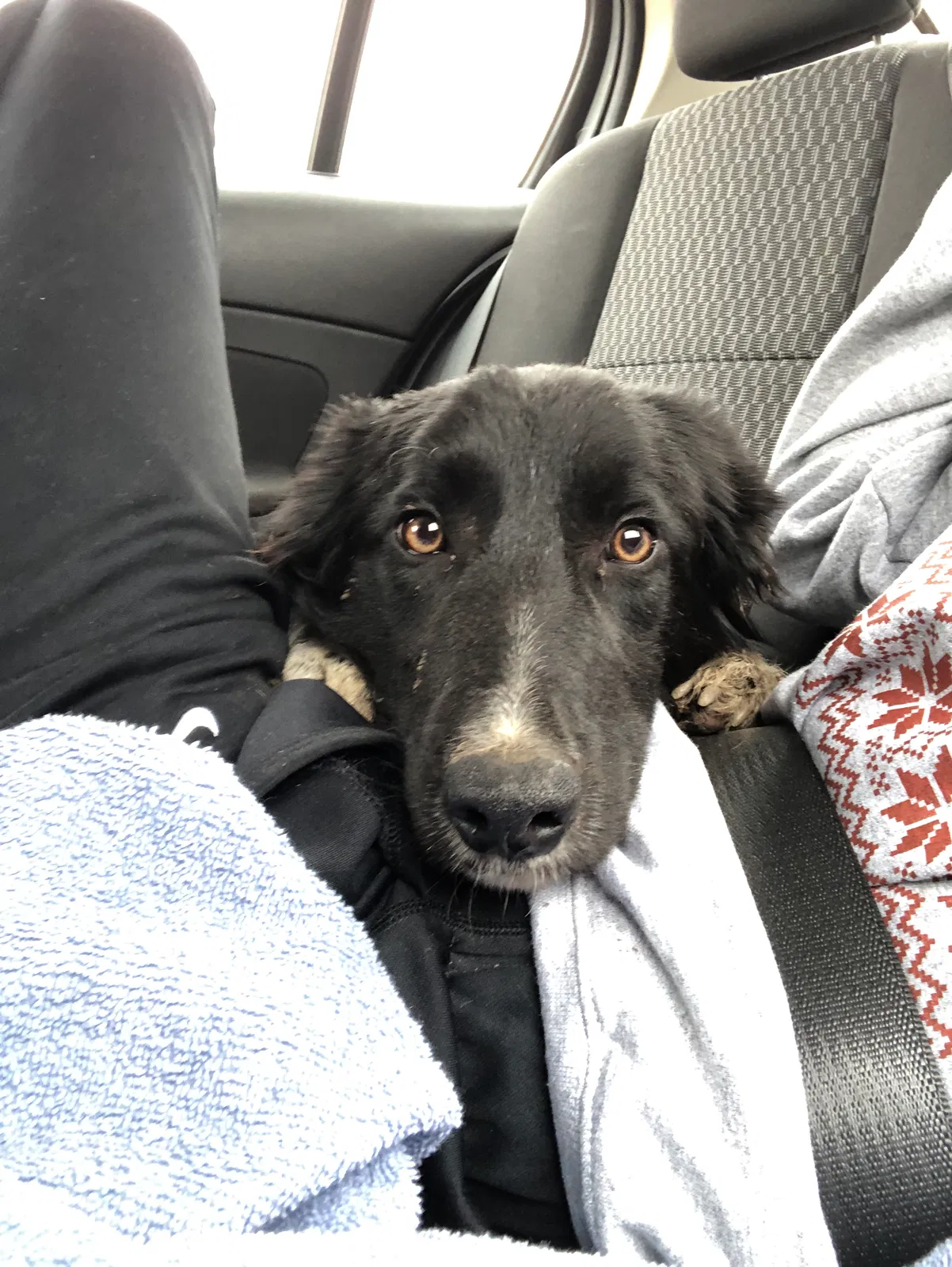 Lost dog in Wamego, KS, 66547