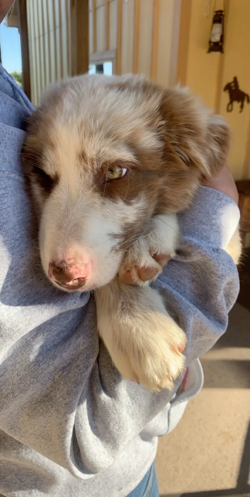 Lost dog in Brighton, CO, 80603