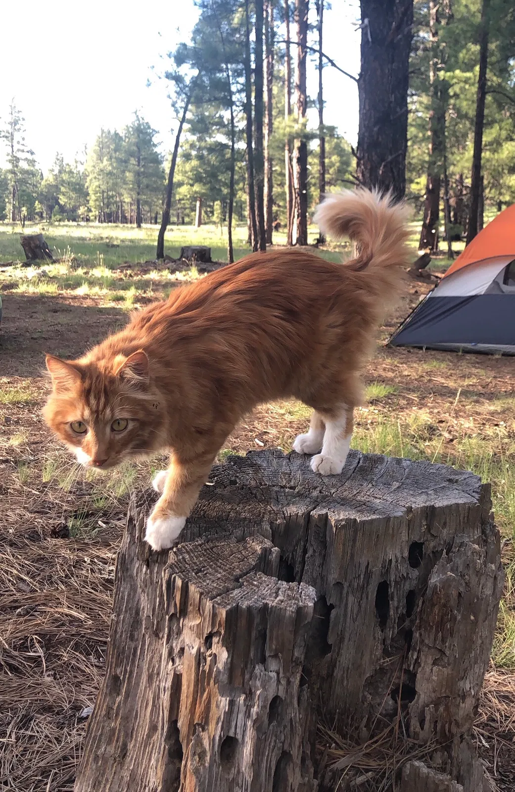Lost cat in Scottsdale, AZ, 85251