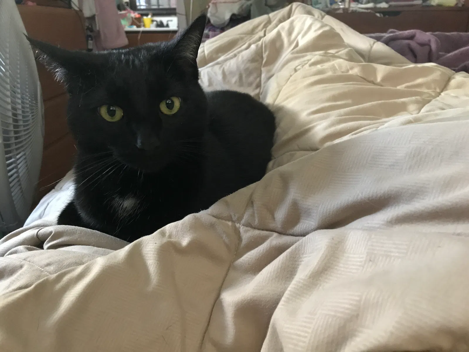 Lost cat in Chattanooga, TN, 37421