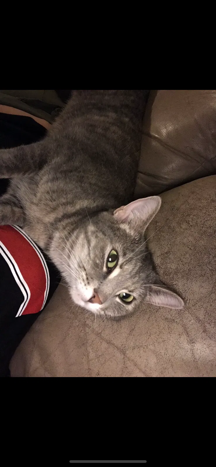 Lost cat in Urbandale, IA, 50322