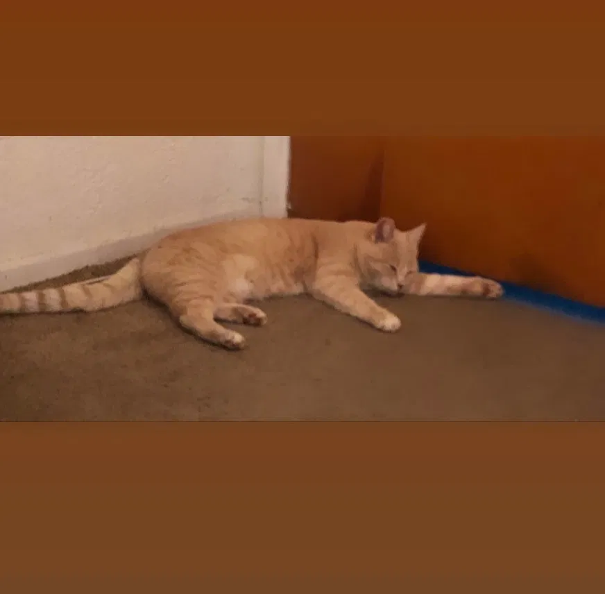 Lost cat in Fresno, CA, 93703