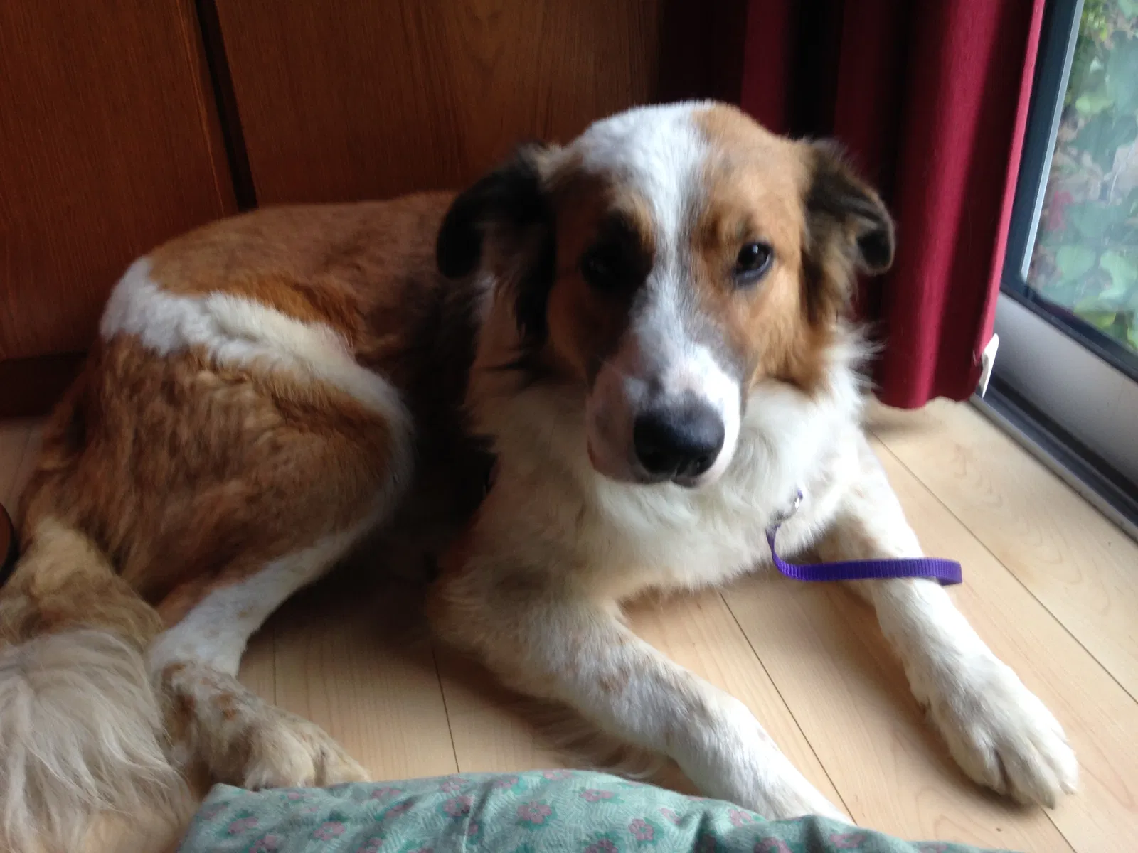 Lost dog in Hercules, CA, 94547