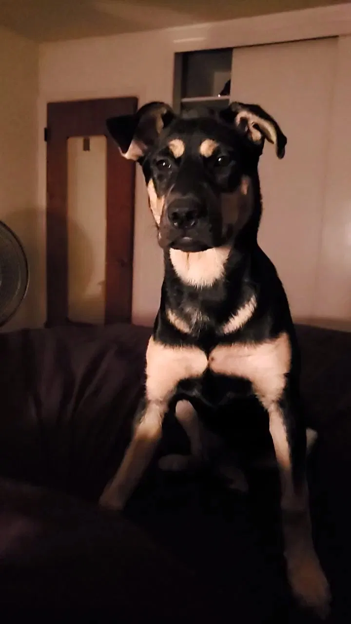 Lost dog in Little Rock, AR, 72204