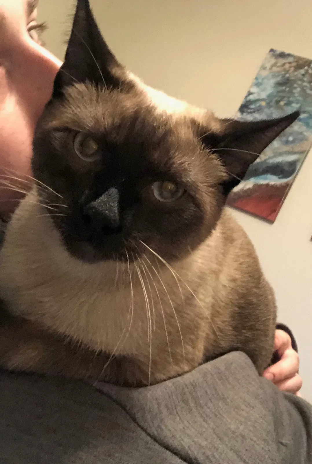 Lost cat in Lake Oswego, OR, 97035