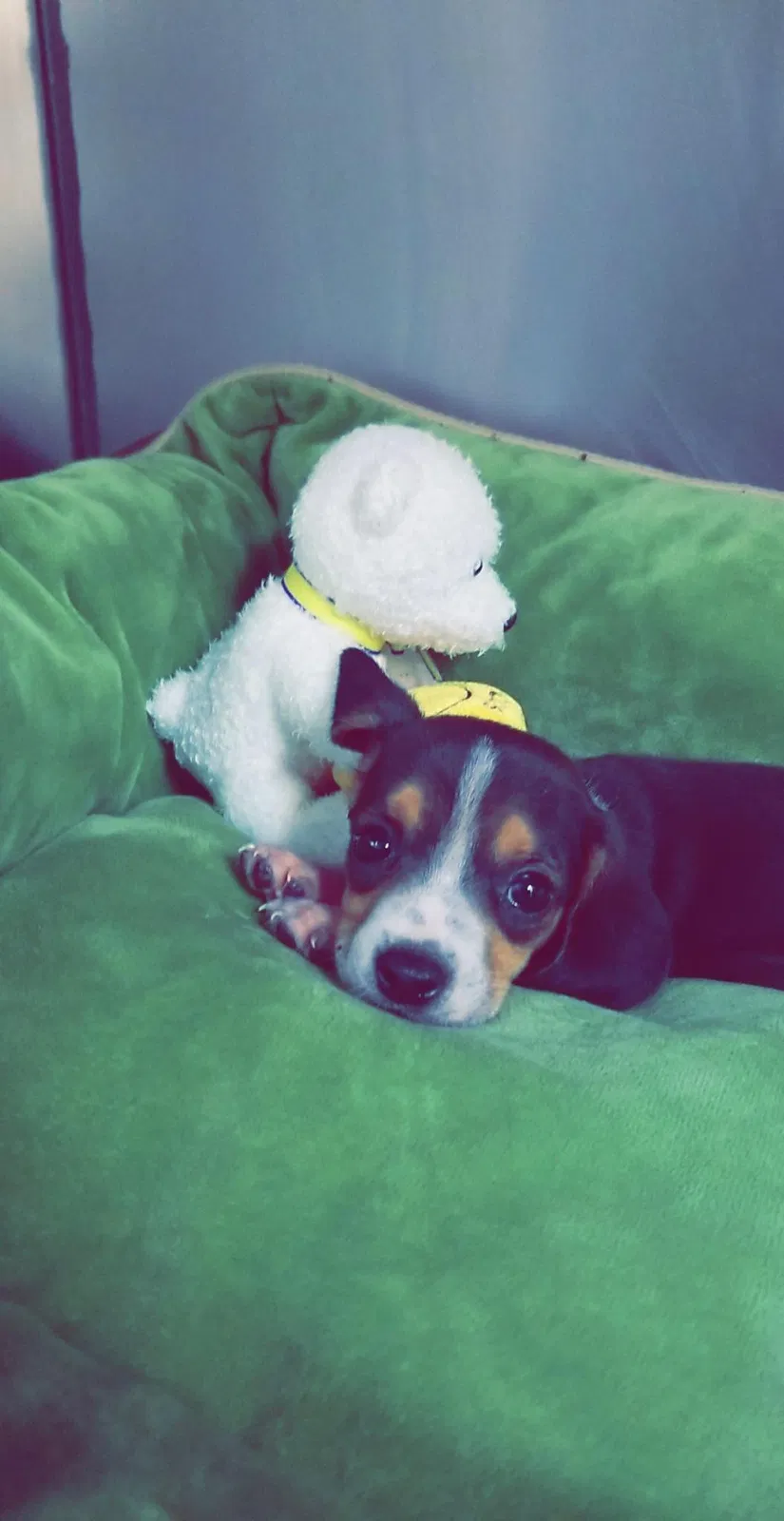 Lost dog in Richmond, VA, 23234