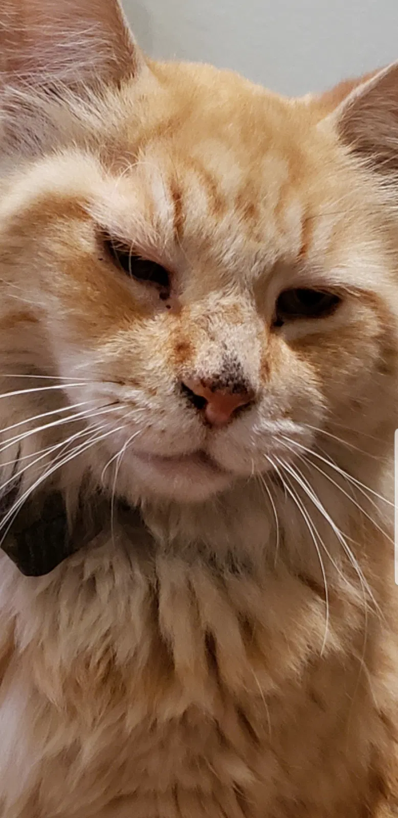 Lost cat in Corona, CA, 92882