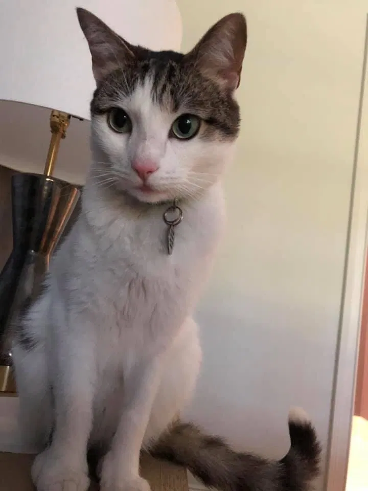 Lost cat in Memphis, TN, 38111