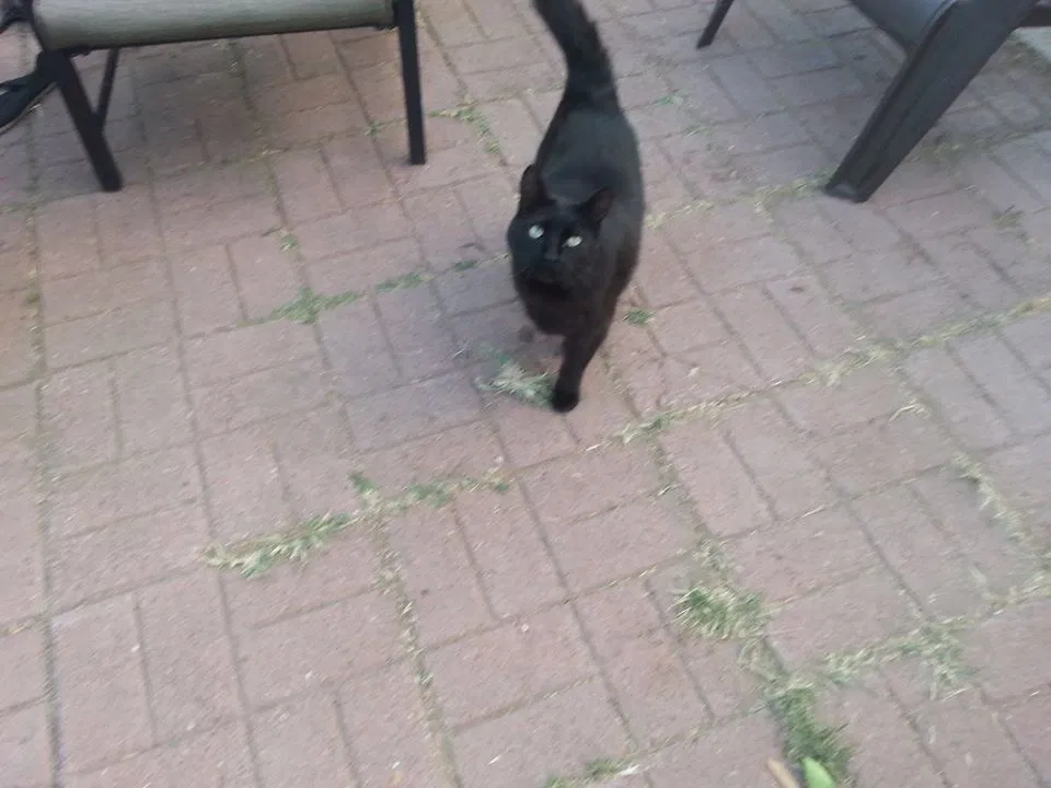 Lost cat in Petaluma, CA, 94954