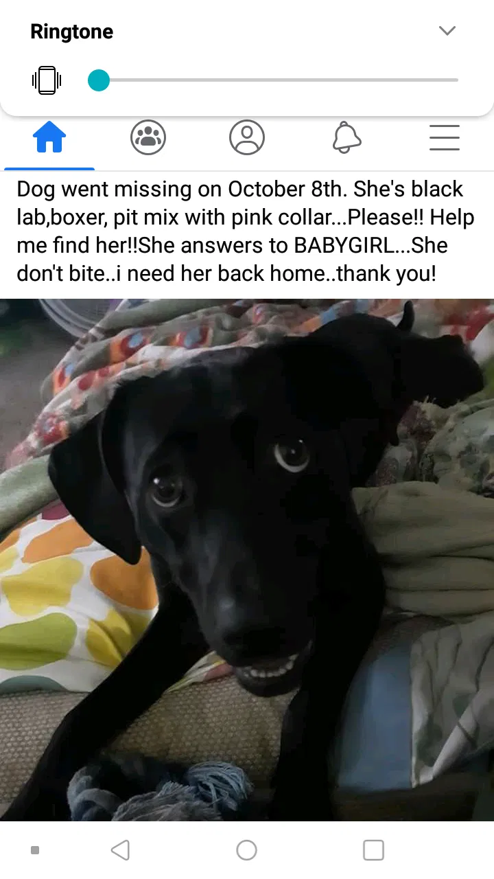 Lost dog in Pierz, MN, 56364