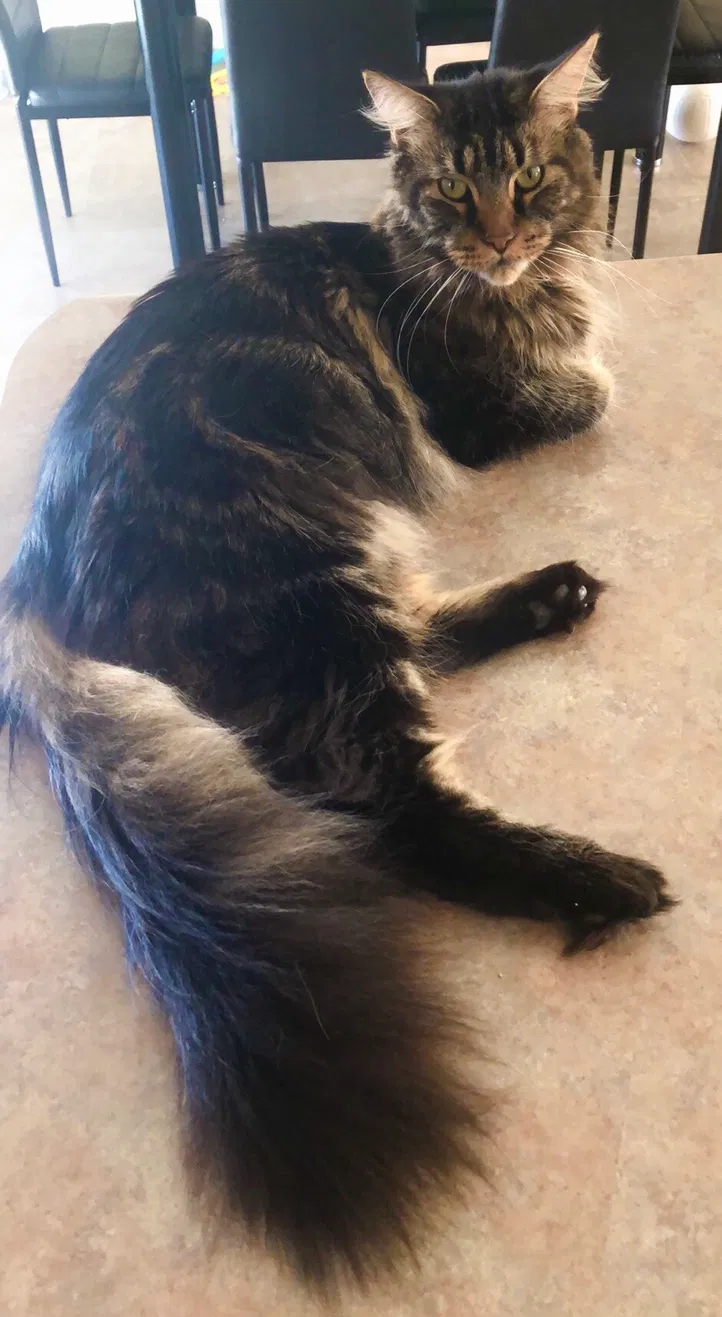 Lost cat in O Fallon, IL, 62269