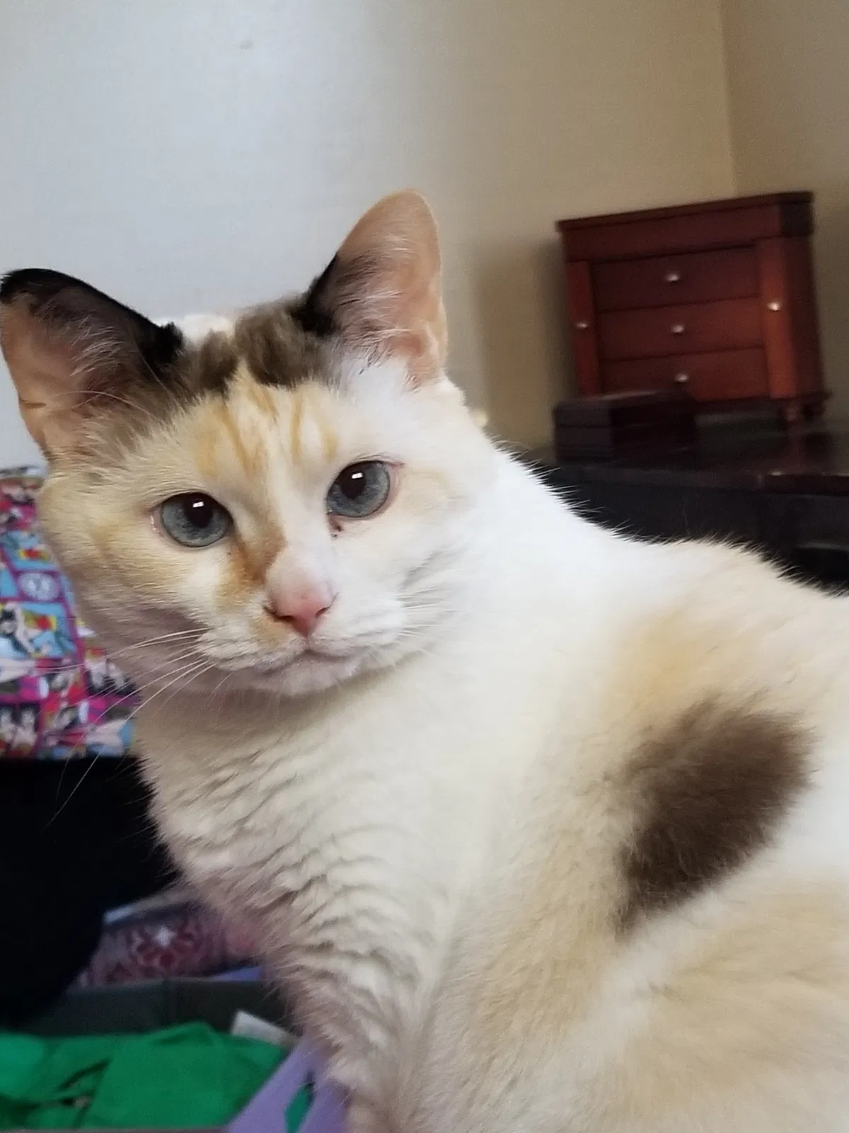Lost cat in Columbus, OH, 43214