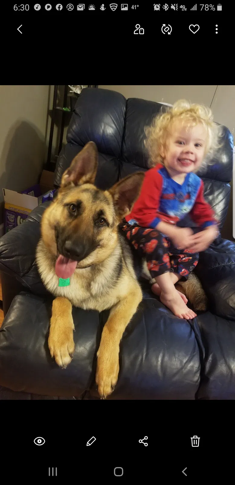 Lost dog in Dora, AL, 35062